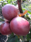 Preview: Malus domestica Redlane 1
