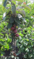 Preview: Malus domestica Redlane 2