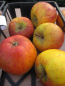 Preview: Winterapfel Topaz