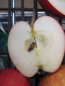 Preview: Apfel Doppelpison pflanzen