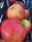 Preview: Malus domestica Himbeerapfel von Holowaus 1