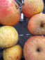 Preview: Prinzenapfel