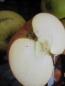 Preview: der Jeverlaender Osterapfel ist sehr gesund und robust