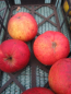 Preview: Malus Jonathan 1