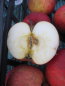 Preview: Malus Jonathan 2
