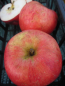 Preview: Malus Knebusch1