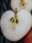 Preview: Malus Knebusch2