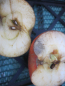 Preview: Winterapfel Koeniglicher Kurzstiel 2