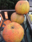 Preview: Tafelapfel Kruegers Dickstiel 1