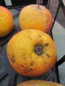 Preview: Winterapfel Osterkamps Renette