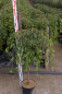Preview: Zierapfel pendula 1