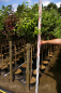 Preview: Malus Roter Gravensteiner3