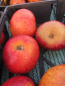 Preview: Malus Roter Hauptmann1