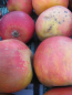 Preview: Malus Roter Hauptmann2
