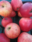 Preview: Roter Wintertaubenapfel