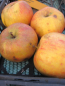 Preview: Schweizer Orangenapfel1
