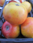 Preview: Herbstapfel Wildeshausener Goldrenette