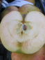 Preview: Malus Brettacher Gewürzapfel - Winterapfel Brettacher Gewürzapfel kann ab Dezember geerntet werden. Es ist eine robuste und sehr gesunde Sorte.