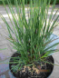 Preview: Molinia caerulea Moorhexe 3