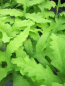 Preview: Onoclea sensibilis 2