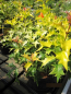 Preview: Osmanthus heterophyllus Ogon 1