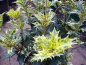 Preview: Osmanthus heterophyllus Tricolor 1