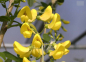 Preview: Laburnum anagyroides