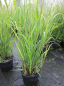 Preview: Rutenhirse Strictum