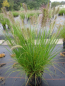 Preview: Pennisetum alopecuroides Hameln 1