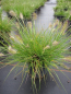 Preview: Pennisetum alopecuroides Little Bunny 1