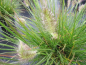 Preview: Pennisetum alopecuroides Little Bunny 2