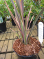 Preview: Phormium tenax Sundowner - Neuseelandflachs Sundowner - hat schwerförmige, rosa-orange-bronze-farbene Blätter.