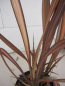 Preview: Phormium tenax Veneer 2
