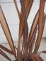 Preview: Phormium tenax Veneer 3