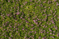 Preview: Phyla nodiflora Pink Pompon