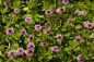 Preview: Phyla nodiflora Pink Pompon 1