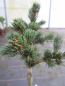 Preview: Picea pungens Lucky Strike1
