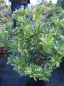 Preview: Pieris japonica Rotkäppchen ist ein immergrüner Frühblüher