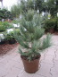 Preview: Pinus cembra glauca compacta2