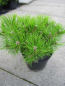 Preview: Pinus densiflora Low Glow - Japanische Zwergrotkiefer Low Glow - bekommt wunderschöne rote Zapfen.