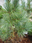 Preview: Koreakiefer glauca 2