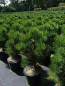 Preview: Pinus leucodermis Malinki 2
