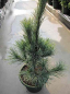 Preview: Pinus monticola Ammerland - Ammerland Kiefer. Eine starkwachsende und wintereste Kiefernsorte mit silbrigblauen Nadeln, die sehr lang werden.