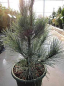 Preview: Pinus monticola Ammerland - Ammerland Kiefer. Diese Sorte hat einen kegelförmigen Aufbau und eher in größeren Gärten einsetzbar.