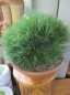 Preview: Pinus nigra Marie Bregeon wächst langsam und kugelig