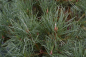 Preview: Pinus nigra Spielberg 2