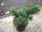 Preview: Pinus pumila Glauca - Blaue Krie