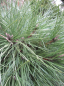 Preview: Pinus resinosa Pillnitz wächst langsam und zwergig