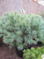 Preview: Pinus strobus Blue Shag - Weymouths-Kiefer Blue Shag. Sie hat relativ weiche Nadeln und eine kompakt kugelige Form.