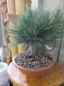Preview: Pinus strobus macopin 3